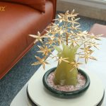 Cây kim tiền mạ vàng 9